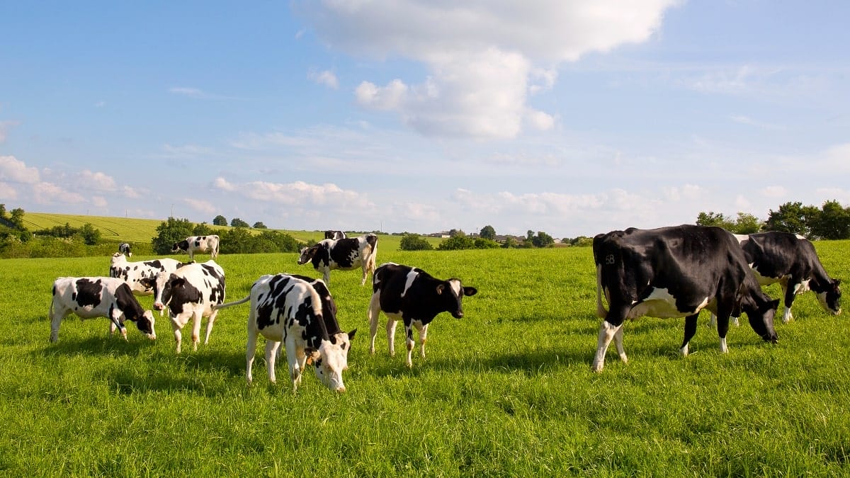 Algérie-USA : un accord de 150 millions de dollars pour importer des vaches