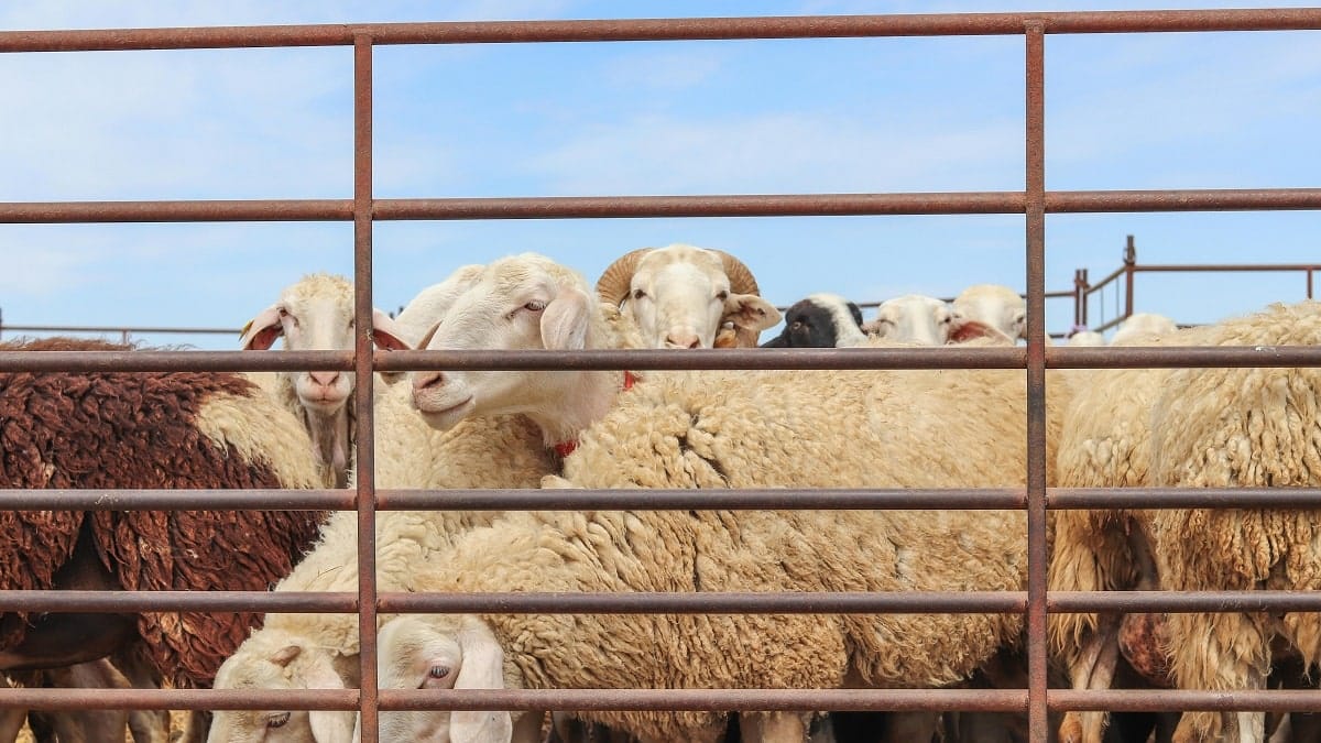 L’Algérie, une alternative au Maroc pour sauver le mouton espagnol