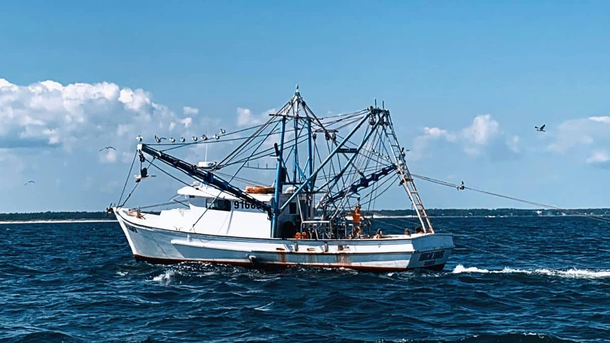 France : des bateaux de pêche modernes seront construits en Algérie